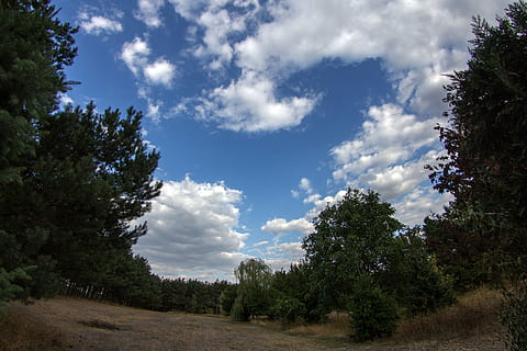 nuvole, alberi, lente fish-eye, pianta, albero, cielo, nuvola - cielo, bellezza nella natura, crescita, la tranquillità, natura, scena tranquilla, giorno, nessuno, scenics - natura, paesaggio, scena non urbana, ambiente, terra, all'aperto, luce del sole, campo, strada, 4K, CC0, dominio pubblico, privo di copyright