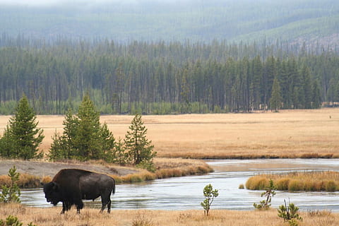 negre, RAM, de peu, marró, herba, riu, bisons, búfala, corrent, aigua, arbres, turons, americà, animal, mamífer, panorama, paisatge, escènic, prada, pastures, bèstia, icona, banyes, pell, menjar, carn, saludable, filets, pastar, muntanyes, naturalesa, vida salvatge, a l'aire lliure, llac, bosc, escenics, parc nacional de Yellowstone, animals a la natura, arbre, àrea salvatge, temes d'animals, fauna animal, planta, un animal, vertebrats, cap gent, dia, escenics - natura, animals domèstics, terra, medi ambient, bellesa a la natura, herbívors, 1080P, CC0, domini públic, lliure de regalies