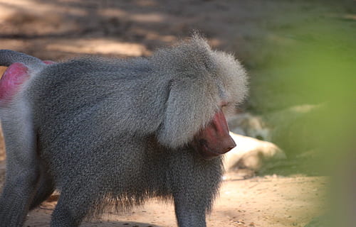 babuí, mico, simis, assegut, vida salvatge, mamífer, primat, jungla, safari, natural, espècies, selva tropical, zoo, conservació, reserva, habitat, intel · ligent, a l'aire lliure, pelut, feliç, captivitat, bonic, caminar, gàbia, animal, Àfrica, naturalesa, animals a la natura, fauna animal, un animal, cap gent, vertebrats, dia, primer pla, centrar-se en primer pla, animal masculí, part del cos dels animals, família d’animals, 1080P, CC0, domini públic, lliure de regalies