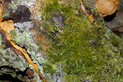 mos, bark, træ, log, Skov, grøn, knudrede, gammel, natur, gammelt træ, stamme, struktur, tæt, makro, ingen mennesker, tæt på, dag, udendørs, svamp, vækst, plante, træstamme, bagagerum, grøn farve, høj vinkel visning, klippe, tekstureret, skønhed i naturen, champignon, jord, lichen, 2K, CC0, offentligt domæne, royaltyfrie
