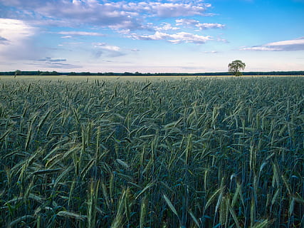 grüne Wiese, Kornfeld, Landschaft, Baum, Feld, Getreide, Korn, Natur, Spitze, Himmel, Weizenfeld, Weizen, Acker-, Weizenspitze, Landwirtschaft, Ernte, Wolken, Getreidefelder, Gerstenfeld, Stimmung, szenisch, Blau, Grün, verträumt, harsch, Land, wolke - himmel, Wachstum, Pflanze, Szenen - Natur, ruhige Szene, Schönheit in der Natur, Ruhe, ländliche Szene, Umgebung, Getreidepflanze, Bauernhof, keine Leute, grüne Farbe, draußen, Plantage, Stiel, 1080P, CC0, gemeinfrei, lizenzfrei