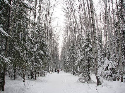 vinter, Skov, sti, gå, vinter skov, sne, landskab, natur, træer, Rusland, birk, sol, frost, stilhed, sneen af ​​sneen, historie, kold temperatur, træ, plante, jord, skønhed i naturen, scenics - natur, dækker, afdeling, dag, ro, bare træ, vækst, ikke-urbane scene, rolig scene, hvid farve, udendørs, ekstremt vejr, 2K, CC0, offentligt domæne, royaltyfrie