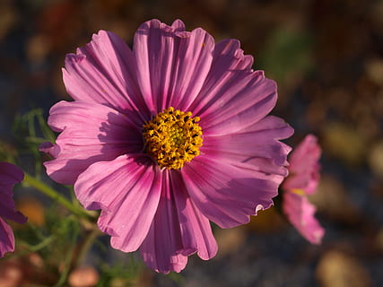 aster, blomst, flor, blomstrende plante, plante, friskhed, skønhed i naturen, tæt på, skrøbelighed, sårbarhed, blomsterhoved, kronblad, vækst, blomsterstand, fokus på forgrunden, natur, lyserød farve, pollen, kosmos blomst, ingen mennesker, udendørs, lilla, gazania, 2K, CC0, offentligt domæne, royaltyfrie
