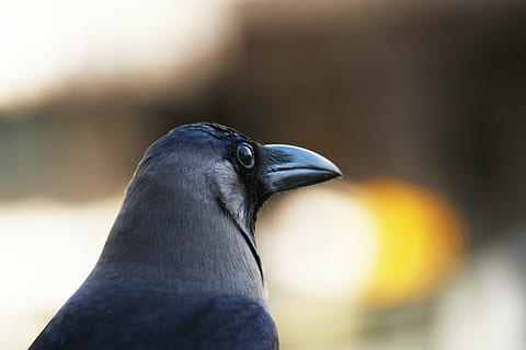 Krähe, Hauskrähe, Gre-necked, corvus splendens, Vogel, Fauna, Assgeier, Schnabel, Stout, Indien, Tier, Tierwelt, Natur, Feder, schwarze Farbe, Tierthemen, Tiere in freier Wildbahn, ein Tier, Wirbeltier, Tierkörperteil, Nahansicht, Fokus auf den Vordergrund, keine Leute, Tag, Tierkopf, draußen, suchen, Rabenvogel, Porträt, Profilansicht, Tierauge, 4K, CC0, gemeinfrei, lizenzfrei
