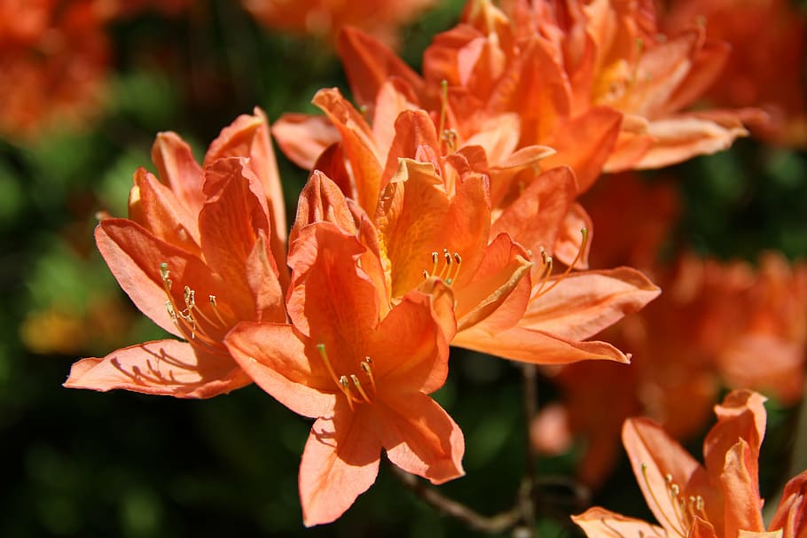 Rhododendron, Blume, Frühling, blühende Pflanze, Schönheit in der Natur, Zerbrechlichkeit, Pflanze, Blütenblatt, Verletzlichkeit, Nahansicht, orange Farbe, Blütenkopf, Frische, Wachstum, Blütenstand, Fokus auf den Vordergrund, Natur, keine Leute, draußen, Botanik, Lilie, Tag, Pollen, Orange, 5K