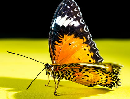 farfalla, insetto, farfalla - insetto, natura, animale, ala animale, macro, bellezza nella natura, avvicinamento, giallo, multicolore, temi animali, invertebrato, fauna selvatica, un animale, animali allo stato selvatico, nessuno, antenna animale, parte del corpo animale, fiore, concentrarsi sulle conoscenze acquisite, colore verde, appollaiati, sfondo nero, 4K, CC0, dominio pubblico, privo di copyright