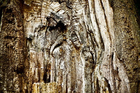 arbre, écorce d'arbre, bûche, la nature, tribu, bois, écorce, forêt, structure, trou du trou, Fermer, vieux, texture, Contexte, noueux, modèle, altéré, grain, structure en bois, vieux bois, nuances de brun, érosion, bois - matériau, arrière-plans, texturé, tronc d'arbre, Matériel, marron, abstrait, rugueux, plein cadre, tronc, personne, motif naturel, journée, plante, en plein air, écorce végétale, effet texturé, grain de bois, 4K, CC0, domaine public, libre de droits
