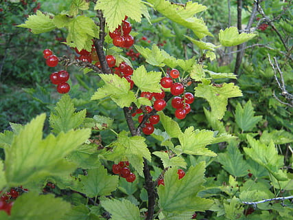 currant, plant, bush, the plot, food and drink, food, red, fruit, leaf, plant part, growth, berry fruit, green color, healthy eating, freshness, nature, day, wellbeing, close-up, beauty in nature, no people, tree, outdoors, ripe, rowanberry, red currant, 2K, CC0, public domain, royalty free