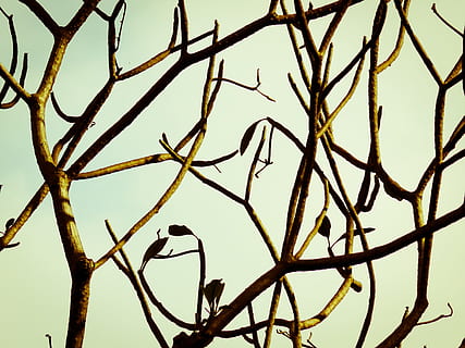 branche, arbre, la nature, tomber, silhouette, ciel, le coucher du soleil, soir, parc, crépuscule, l'automne, oiseau, personne, vertébré, animaux à l'état sauvage, plante, thèmes animaux, animal, la faune des animaux, faible angle de vue, se percher, un animal, journée, en plein air, arbre nu, 2K, CC0, domaine public, libre de droits