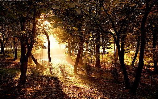 cena, floresta, legal, natureza, árvore, folha, luz solar, ao ar livre, outono, panorama, beleza na natureza, Dom, temporada, raio de Sol, luz - fenômeno natural, ramo, por do sol, scenics, plantar, cor verde, cor laranja, cena não urbana, cena rural, ninguém, park - homem fez espaço, cena tranquila, trilha, imagem colorida, manhã, tronco de árvore, tranquilidade, terra, crescimento, tronco, scenics - natureza, dia, céu, transmissão, brilhante, 1080P, CC0, domínio público, royalty free