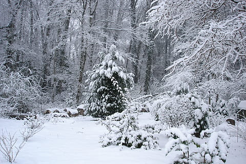 snö, träd, vinter-, kall, natur, is, cypress, leyland cypress, landskap, säsong-, trän, fredlig, lantlig, bakgård, frysta, tall, snöstorm, tyst, kall temperatur, växt, skog, scenics - natur, lugn plats, landa, skönhet i naturen, lugn, icke-urbana scenen, vit färg, snöar, inget folk, dag, miljö, utomhus, barrträd, extremt väder, snötäckt berg, tallskog, häftig snöstorm, 2K, CC0, offentligt domän, royaltyfria