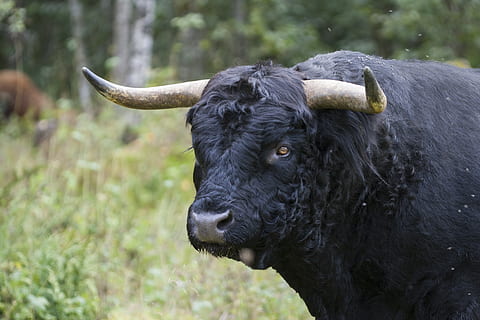 negre, bizon, herba, toro, força, temes d'animals, animal, un animal, animals domèstics, mamífer, vertebrats, bestiar, nacional, cornut, fauna animal, mascotes, ramat, color negre, dia, bestiar domèstic, cap gent, centrar-se en primer pla, herbívors, terra, camp, a l'aire lliure, cap d’animals, 2K, CC0, domini públic, lliure de regalies