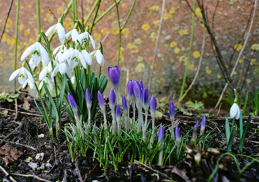 tancar, foto, blanc, porpra, flors de pètals, safrà, snowdrop, flors, primavera, naturalesa, florir, planta, verd, plenitud de flors, signes de la primavera, dolç, blau, jardí, bellesa, contrast, bonic, despertar de primavera, romàntic, flor, temporada, full, planta amb flors, frescor, bellesa a la natura, creixement, fragilitat, vulnerabilitat, terra, camp, iris, pètal, dia, primer pla, cap gent, inflorescència, cap de flor, a l'aire lliure, 4K