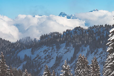 skogutsikt, dagtid, furutrær, fjell, Sky, tåke, tre, snø, skog, dal, himmel, vinter, blå, alp, kald, landskap, natur, sky - himmel, skjønnhet i naturen, naturskjønnhet - natur, anlegg, rolig scene, kaldtemperatur, ikke-urbane scene, land, ro, miljø, ingen folk, fjellkjede, furutre, nåletre, snødekte fjell, utendørs, furuskog, 2K, CC0, offentlig domene, opphavsrett gratis