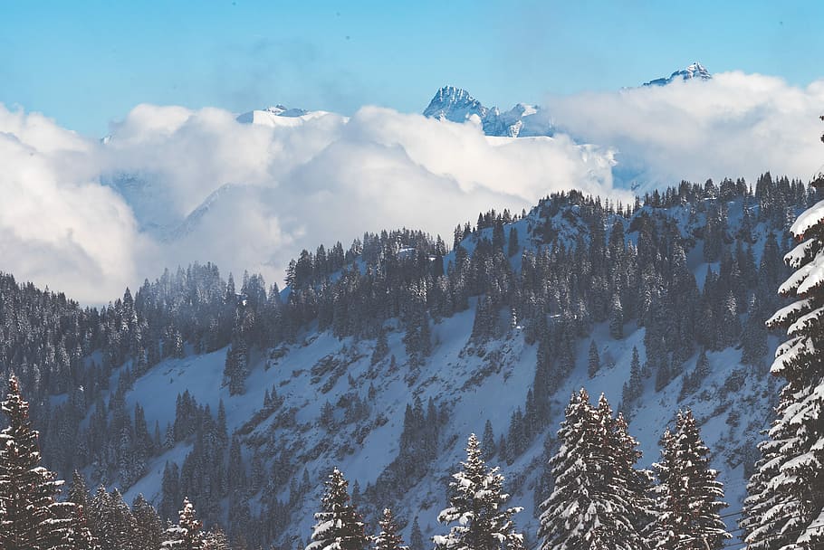 skogutsikt, dagtid, furutrær, fjell, Sky, tåke, tre, snø, skog, dal, himmel, vinter, blå, alp, kald, landskap, natur, sky - himmel, skjønnhet i naturen, naturskjønnhet - natur, anlegg, rolig scene, kaldtemperatur, ikke-urbane scene, land, ro, miljø, ingen folk, fjellkjede, furutre, nåletre, snødekte fjell, utendørs, furuskog, 2K