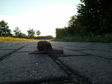 sraigė, escargotai, apvalkalas, moliuskas, sausumos sraigė, lėtai, Uždaryti, ryte, nėra žmonių, dieną, lauke, dangus, pobūdį, medis, augalų, kelias, atrankinis dėmesys, gatvė, paviršiaus lygis, transportavimas, pėsčiųjų takas, Iš arti, kelias pirmyn, asfalto, miestas, kryptis, augimą, žalia spalva, 2K, CC0, Viešasis domenas, nemokamai