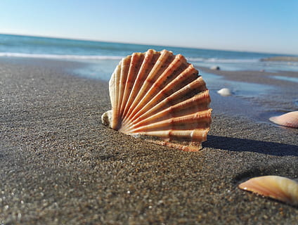 marró, gris, petxina de mar, platja, costa, shell, mar, sorra, exosquelet, estiu, riva, aigües, cloïssa, viatjar, oceà, ostia, Roma, marina, penya-segat, escull, onades, bombolles, festa, penya-segats, blau, paisatge, sassi, terra, aigua, closca d’animals, fauna animal, naturalesa, horitzó, animal, cap gent, dia, patró natural, primer pla, llum solar, cel, bellesa a la natura, horitzó sobre l’aigua, a l'aire lliure, marí, nivell superficial, 4K, CC0, domini públic, lliure de regalies