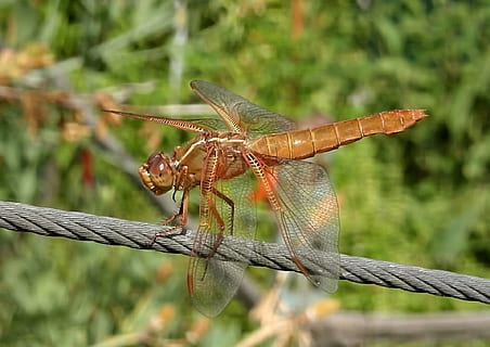 capung, skimmer api, serangga, bug, Libellula jenuh, beristirahat, merapatkan, makro, merah, margasatwa, alam, potret, kawat, tema binatang, hewan, satwa liar hewan, binatang di alam liar, satu binatang, fokus pada latar depan, invertebrata, hari, tidak ada orang, menanam, sayap binatang, di luar rumah, sinar matahari, bagian tubuh hewan, pagar, 1080P, CC0, domain publik, bebas royalti
