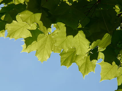 maple, maple leaves, leaf, tree, green, light, norway maple, acer platanoides, needle leaf maple, sun, illuminate, deciduous tree, acer, plant part, green color, nature, growth, plant, no people, sky, low angle view, day, sunlight, branch, outdoors, close-up, blue, beauty in nature, environment, maple leaf, tranquility, leaves, directly below, 2K, CC0, public domain, royalty free