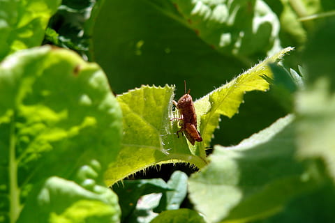 insecte, full, Llagosta, verd, macro, error, vida salvatge, a l'aire lliure, herba, tremuja, part de la planta, invertebrat, animal, color verd, temes d'animals, primer pla, planta, creixement, fauna animal, animals a la natura, naturalesa, cap gent, enfocament selectiu, un animal, dia, formiga, frescor, 4K, CC0, domini públic, lliure de regalies