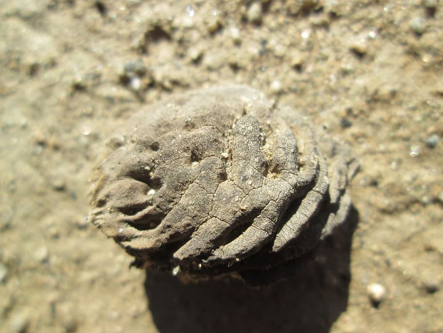 macro, buca di pesca, seme, biologico, fossa, Pesche, produrre, un animale, animali allo stato selvatico, nessuno, fauna selvatica, giorno, temi animali, animale, avvicinamento, natura, terra, concentrarsi sulle conoscenze acquisite, strutturato, vista dall'alto, all'aperto, parte del corpo animale, luce del sole, vertebrato, messa a fuoco selettiva, campo, solido, testa di animale, fango, 1080P