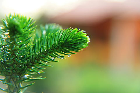differentieret, træ, Skov, blad, Thailand, natur, vand, frisk, grøn, plante, dråbe, udendørs, friskhed, have, forår, naturlig, farve, lyse, grøn farve, plante del, tæt på, fyrretræ, skønhed i naturen, vækst, ingen mennesker, nåletræ, selektiv fokusering, Pinaceae, afdeling, dag, fokus på forgrunden, miljø, makro, nål - plante del, 5K, CC0, offentligt domæne, royaltyfrie