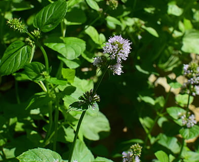 flor de menta, menta, herba, fragant, jardí, planta, flor, florir, medicinals, naturalesa, porpra, colorit, planta amb flors, fragilitat, creixement, vulnerabilitat, bellesa a la natura, frescor, full, part de la planta, primer pla, color verd, cap de flor, cap gent, pètal, dia, inflorescència, centrar-se en primer pla, llum solar, a l'aire lliure, polinització, 4K, CC0, domini públic, lliure de regalies