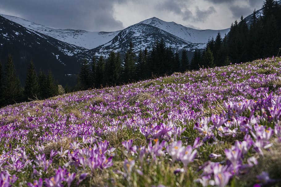 baix, fotografia d'angle, porpra, camp de flors petalitzat, Alps de muntanya, núvols nimbus, flor, violeta, pètal, florir, jardí, planta, naturalesa, tardor, caure, camp, viatjar, aventura, muntanya, núvols, cel, núvol - cel, cap gent, paisatge, a l'aire lliure, escenics, bellesa a la natura, creixement, planta amb flors, escenics - natura, escena tranquil·la, tranquil·litat, terra, arbre, Serra, medi ambient, muntanya nevada, arbre de coníferes, 4K