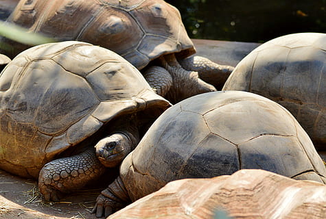 broasca testoasa, târâtoare, testoasa, tortoise shell, țestoasa gigantica, grădină zoologică, de tancuri, blindat, încet, tierpark hellabrunn, creatură, animale sălbatice, zi, destinații de călătorie, animal, animale tematice, animale vertebrate, animale în sălbăticie, coajă, nici o persoana, coajă de animale, grup de animale, natură, a închide, în aer liber, să se concentreze asupra primelor elemente, vedere în unghi mare, marin, 4K, CC0, domeniu public, fără drepturi de autor