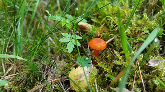 bolets, bosc, petit, molsa, tardor, creixement, planta, menjar, color verd, terra, fong, camp, vegetals, naturalesa, bellesa a la natura, herba, dia, cap gent, frescor, primer pla, menjar i beguda, enfocament selectiu, vista d’angle alt, a l'aire lliure, toadstool, 5K, CC0, domini públic, lliure de regalies