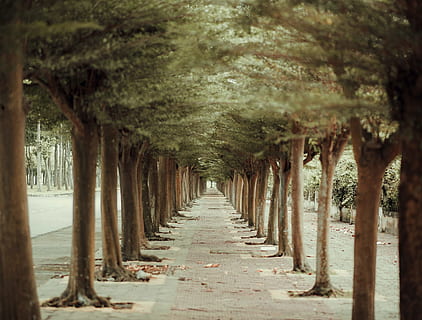 Bäume, Gerade, Linie, neben, Weg, Tageslicht, Umgebung, Beratung, Landschaft, Licht, lange, Natur, draußen, Park, Straße, szenisch, Gehweg, Holz, der Weg nach vorn, Richtung, Baum, in einer Reihe, abnehmende Perspektive, keine Leute, Tag, Pflanze, architektonische Säule, die Architektur, Fluchtpunkt, von Bäumen gesäumt, Wachstum, Land, gebaute Struktur, selektiver Fokus, Fußweg, Baumstamm, Kolonnade, 2K, CC0, gemeinfrei, lizenzfrei