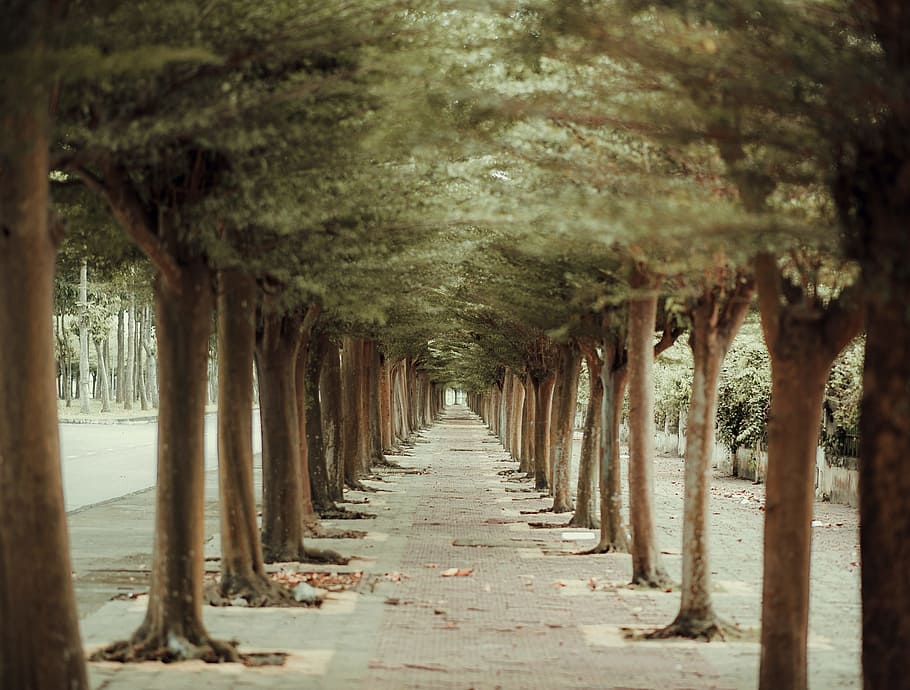 arbres, recta, línia, al costat, camí, la llum del dia, medi ambient, orientació, paisatge, llum, llarg, naturalesa, a l'aire lliure, parc, carretera, escènic, passarel·la, fusta, el camí a seguir, direcció, arbre, en fila, perspectiva decreixent, cap gent, dia, planta, columna arquitectònica, arquitectura, punt de fuga, treelined, creixement, terra, estructura construïda, enfocament selectiu, sendera, tronc de l'arbre, columnata, 2K