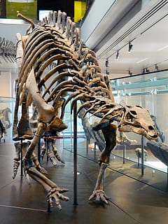 dinosaur, jurassic, bones, museum, skeleton, dead, science, prehistoric, animal, white, nature, ancient, fossil, old, paleontology, history, extinct, predator, natural, spine, dino, animal skeleton, indoors, representation, bone, animal representation, no people, animal themes, animal body part, mammal, architecture, day, the past, art and craft, still life, hanging, ceiling, 4K