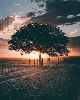 Silhouette, Baum, golden, Stundenzeit, Grün, blätterte, Zaun, Sonnenaufgang, Sonnenuntergang, Himmel, Weg, Pfad, Wolkengebilde, Nacht-, Abend, Morgen, Horizont, Licht, Wolke, launisch, szenisch, Volk, Feld, goldene Stunde, Pflanze, wolke - himmel, Land, Natur, Schönheit in der Natur, Barriere, Grenze, Ruhe, ruhige Szene, keine Leute, Umgebung, Sonnenlicht, Szenen - Natur, Landschaft, Sonne, draußen, Linseneffekt, 4K, CC0, gemeinfrei, lizenzfrei
