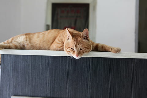 Büro, Katze, Haustiere, inländisch, katzenartig, Säugetier, Tier, Tierthemen, Hauskatze, ein Tier, Entspannung, Wirbeltier, Kamera betrachten, Porträt, rote Katze, Fokus auf den Vordergrund, keine Leute, ausruhen, Tag, Whisker, Tierkopf, tabby, 4K, CC0, gemeinfrei, lizenzfrei