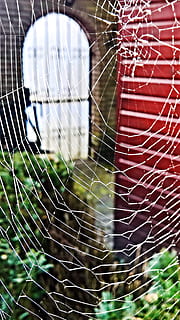 ragnatela, ragno, insetto, Rete, intrecciata, seta, modello, Astuccio, revisione, giardino, ingresso, vicino, fragilità, avvicinamento, vulnerabilità, nessuno, giorno, concentrarsi sulle conoscenze acquisite, natura, modello naturale, pianta, all'aperto, vetro - materiale, fotogramma intero, messa a fuoco selettiva, colore verde, finestra, bellezza nella natura, intrappolati, metallo, complessità, 2K, CC0, dominio pubblico, privo di copyright