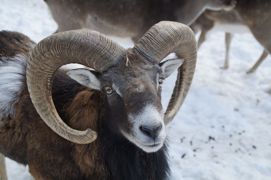 bock, ovelles, mufló, hivern, neu, pèl d'hivern, fred, blanc, nevat, animal, mamífer, banyes, zoo, zoo de mascotes, tancament, parc de cérvols, ram - animal, cornut, naturalesa, ovella de llop, cabra, un animal, part del cos dels animals, temes d'animals, cap d’animals, vertebrats, animals domèstics, bestiar, camp, fauna animal, nacional, centrar-se en primer pla, mascotes, temperatura de fred, primer pla, dia, herbívors, cap gent, musell, 5K