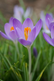 safrà, primavera, naturalesa, florir, temporada, flor, jardí, verd, planta, florint, floral, pètal, violeta, estacional, marxa, natural, botànica, brillant, expectativa, primer, full, abril, botànic, la vida, creixement, fulles, fresc, nou, planta amb flors, fragilitat, vulnerabilitat, bellesa a la natura, frescor, primer pla, inflorescència, porpra, cap de flor, iris, enfocament selectiu, cap gent, dia, 2K, CC0, domini públic, lliure de regalies