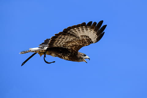 buzzard, raptorius, skrydis, paukštis, dangus, mėlyna, gyvūnas, gyvūnų temos, skraidantis, gyvūnų gyvūnija, vienas gyvūnas, gyvūnams, plėšrusis paukštis, stuburiniai, švarus dangus, judėjimas, skleisti sparnus, vidurio oro, kopijavimo vietos, gyvūnų kūno dalis, nėra žmonių, pobūdį, visas ilgis, gyvūnų sparnas, lauke, erelis - paukštis, šonkaulis - paukštis, erelis, profilio rodinys, 5K, CC0, Viešasis domenas, nemokamai