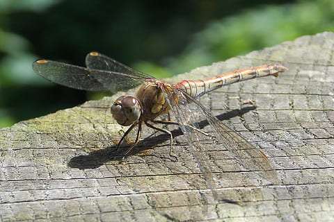 Libelle, Insekt, Fehler, Nahansicht, fliegen, Natur, Libellen, Tier, Tierflügel, Makro, Tierthemen, wirbellos, Tierwelt, ein Tier, Tiere in freier Wildbahn, keine Leute, Tag, draußen, Fokus auf den Vordergrund, Tierkörperteil, Sonnenlicht, selektiver Fokus, Zoologie, Tierauge, 2K, CC0, gemeinfrei, lizenzfrei