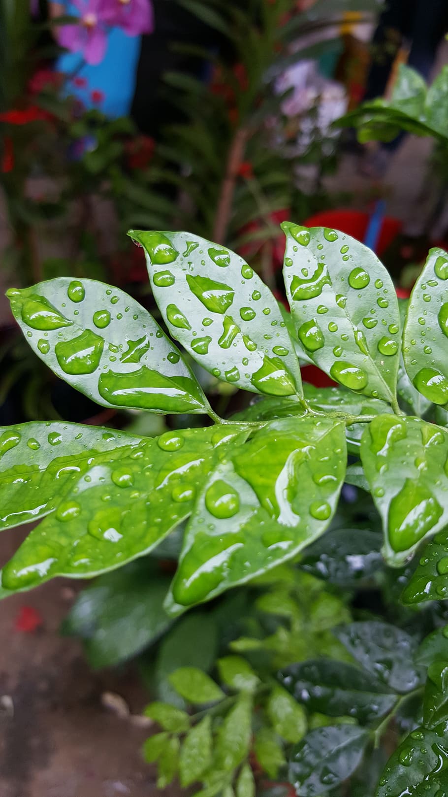 blad, regnfall, regn, natur, vatten, grön, växt, sommar, släppa, vår, friskhet, naturlig, ljus, färsk, makro, trädgård, dagg, miljö, våt, regndroppe, träd, löv, liten droppe, tillväxt, textur, flora, organisk, säsong, renhet, Färg, flytande, lövverk, utomhus-, liv, skog, parkera, säsong-, person, färgrik, röd, Lycklig, glädje, grön färg, växtdel, dag, närbild, skönhet i naturen, inget folk, fokusera på förgrunden, utomhus, regnperiod, 5K