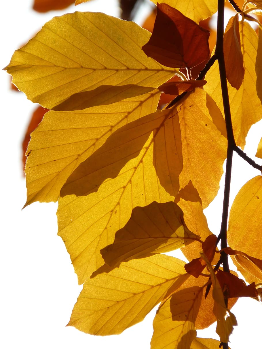 faig, fagus sylvatica, fagus, arbre caducifoli, tardor daurat, octubre daurat, tardor, octubre, bosc, fulles, daurat, brillant, sol, llum de fons, colorit, color, arbre, branca, bosc de tardor, fullatge de tardor, groc, primer pla, cap gent, fons blanc, dia, a l'aire lliure, full, part de la planta, planta, naturalesa, creixement, bellesa a la natura, vulnerabilitat, fragilitat, llum solar, vista d’angle baix, tir de l'estudi, canvi, condició natural, 2K