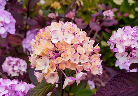 Foto, lila, Blütenblatt Blume, Blume, Hortensie, Hortensie Blume, Blumen, Botanik, Flora, Pflanze, Natur, Gartenpflanze, Garten, bunt, Buchse, blühen, Strauchsommer, pinke Farbe, keine Leute, Pfingstrose, blühende Pflanze, Schönheit in der Natur, Frische, Zerbrechlichkeit, Verletzlichkeit, Blütenblatt, Nahansicht, Wachstum, Blütenkopf, Blütenstand, Fokus auf den Vordergrund, Tag, Frühling, Pflanzenteil, Blatt, Blumenstrauß, 2K, CC0, gemeinfrei, lizenzfrei