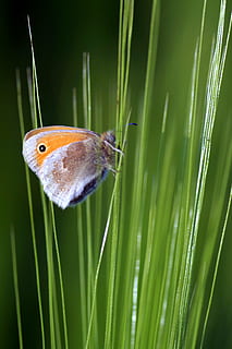 sommerfugl, gress, bladene, liten, farget, grønn, makro, punktum, vinger, insekt, natur, felt, naturlig, vår, dyre temaer, dyr, ett dyr, dyreliv, dyr i naturen, anlegg, virvelløse, grønn farge, skjønnhet i naturen, nærbilde, ingen folk, vekst, dyrfløyen, dag, utendørs, fokusere på forgrunnen, sommerfugl - insekt, 2K, CC0, offentlig domene, opphavsrett gratis