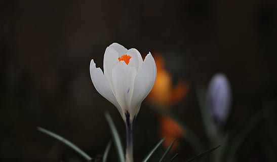 superficial, focalizare fotografie, alb, floare, şofran, primăvară, floare de primavara, devreme, bühen, natură, frühlingsanfang, crocus de primăvară, trezirea primăverii, floră, începutul primăverii, crocus alb, dispozitie, delicat, fraged, harbinger al primăverii, frumos, iluminat, plantă, petală, frumusețe în natură, a închide, sezon, planta cu flori, prospeţime, fragilitate, vulnerabilitate, inflorescenţă, cap de floare, să se concentreze asupra primelor elemente, creştere, culoare alba, nici o persoana, inflori, în aer liber, polen, moliciune, 5K, CC0, domeniu public, fără drepturi de autor