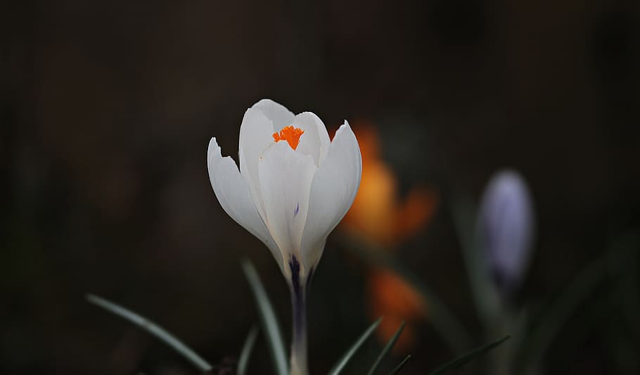 superficiale, fotografia a fuoco, bianca, fiore, croco, primavera, fiore primaverile, fioritura precoce, Buhen, natura, frühlingsanfang, croco primaverile, risveglio di primavera, flora, l'inizio della primavera, croco bianco, umore, tenero, presagio di primavera, bellissimo, illuminazione, pianta, petalo, bellezza nella natura, avvicinamento, stagione, pianta fiorita, freschezza, fragilità, vulnerabilità, infiorescenza, testa di fiore, concentrarsi sulle conoscenze acquisite, crescita, Colore bianco, nessuno, fiorire, all'aperto, polline, morbidezza, 5K