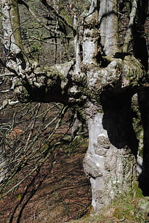 roure, tardor, haritza, zuhaitza, arbre, fulles, fulles de roure, bosc, naturalesa, cap gent, dia, tronc de l'arbre, a l'aire lliure, bellesa a la natura, rock, tranquil·litat, planta, rock - object, terra, tronc, formació de roca, sòlid, escena no urbana, escena tranquil·la, creixement, aspre, formació, erosionat, 4K, CC0, domini públic, lliure de regalies