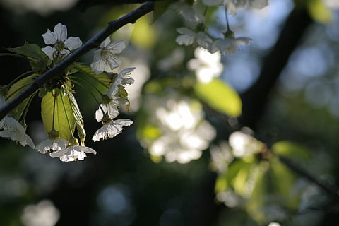 primavera, florir, flor de cirerer, blanc, flor, llum, humor, opacitat, planta, creixement, bellesa a la natura, planta amb flors, frescor, fragilitat, centrar-se en primer pla, vulnerabilitat, primer pla, full, naturalesa, arbre, part de la planta, dia, cap gent, Color blanc, pètal, a l'aire lliure, cap de flor, 2K, CC0, domini públic, lliure de regalies
