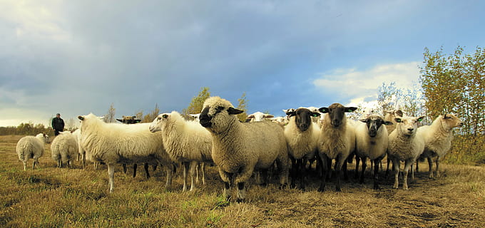 troupeau, mouton, champ d'herbe, animal, la photographie, agneaux, animaux, RAM, ferme, agriculteur, berger, toison, la laine, herbe, des arbres, ciel, des nuages, bétail, thèmes animaux, vache, animaux domestiques, mammifère, grand groupe d'animaux, personne, journée, groupe d'animaux, national, troupeau de moutons, agriculture, nuage - ciel, la nature, animaux à l'état sauvage, vertébré, champ, en plein air, herbivore, 4K, CC0, domaine public, libre de droits