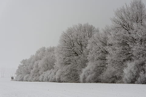Bos, winters, winter bomen, winter, boom, wit, natuur, sneeuw, rijp, winter bos, besneeuwd, landschap, koude, nikon, bevroren, vorst, winter magie, winter kou, ijzig, koude temperatuur, ijs-, Vakantiebestemmingen, buitenshuis, seizoen, weer, niet-stedelijke scène, rustige scène, landschappen, geen mensen, fabriek, schoonheid in de natuur, hemel, dag, land-, kalmte, milieu, scenics - natuur, veld-, witte kleur, sneeuwen, 5K, CC0, publiek domein, royaltyvrij
